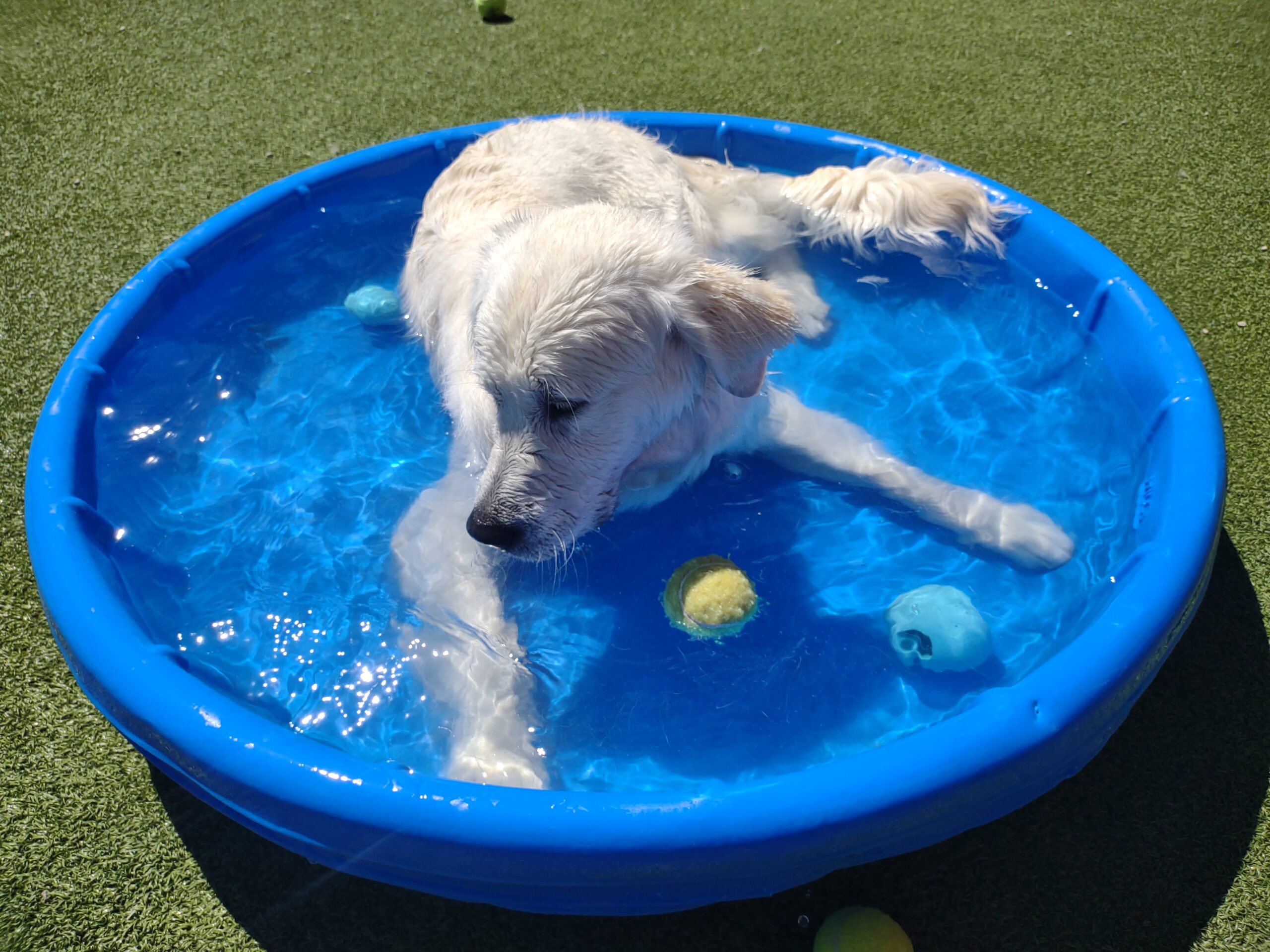 Summer’s Coming! Is Your Pup Prepared?