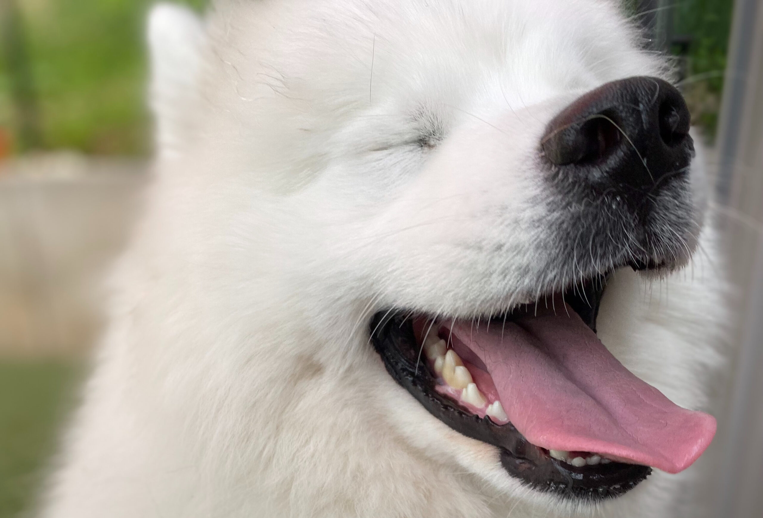 Unveiling the Secret: Excitement vs. Happiness in Dogs at The Pack Indoor Dog Park